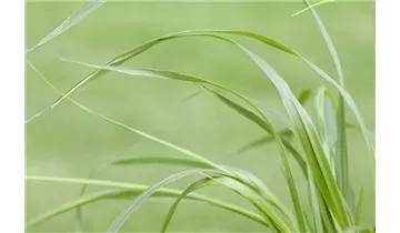 Gartenbaumschule Becker