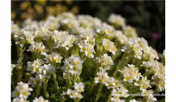 Gartenbaumschule Becker