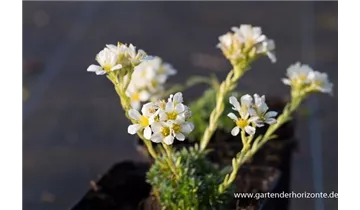 Gartenbaumschule Becker