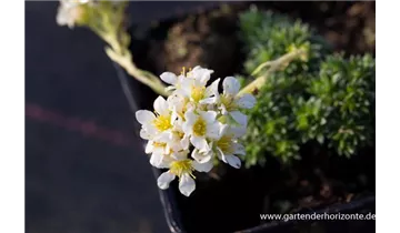 Gartenbaumschule Becker