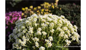 Gartenbaumschule Becker