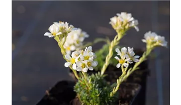 Gartenbaumschule Becker