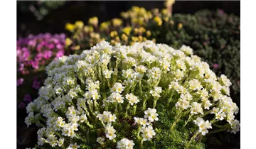 Gartenbaumschule Becker