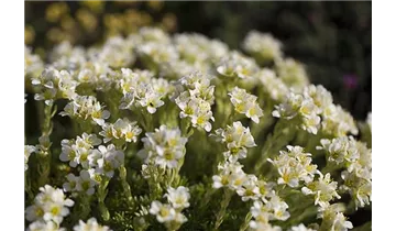 Gartenbaumschule Becker