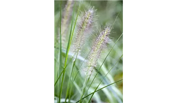 Gartenbaumschule Becker