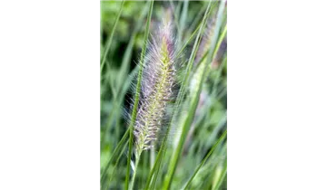 Gartenbaumschule Becker