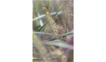 Gartenbaumschule Becker