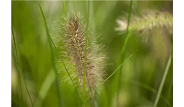 Gartenbaumschule Becker