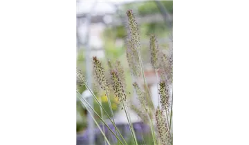 Gartenbaumschule Becker