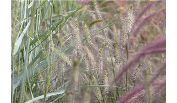 Gartenbaumschule Becker