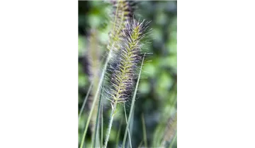 Gartenbaumschule Becker