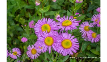 Gartenbaumschule Becker