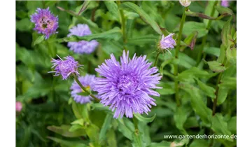 Gartenbaumschule Becker