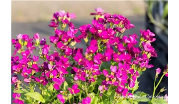 Gartenbaumschule Becker