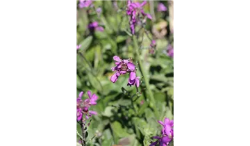 Gartenbaumschule Becker