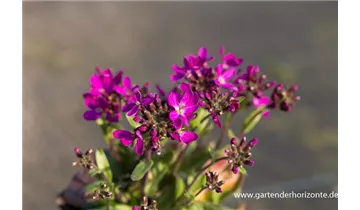 Gartenbaumschule Becker