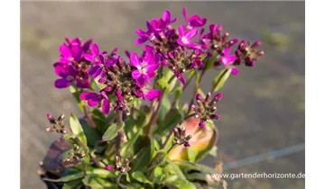 Gartenbaumschule Becker