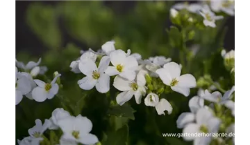Gartenbaumschule Becker