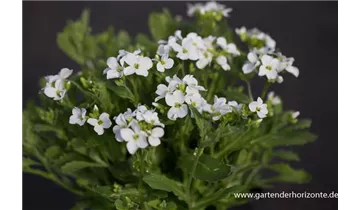 Gartenbaumschule Becker