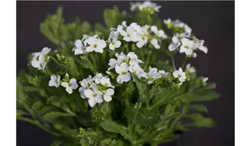 Gartenbaumschule Becker