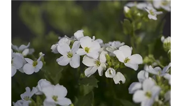 Gartenbaumschule Becker