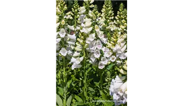 Gartenbaumschule Becker