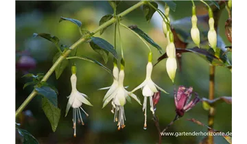 Gartenbaumschule Becker
