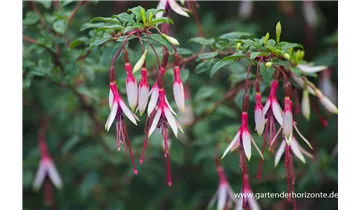 Gartenbaumschule Becker