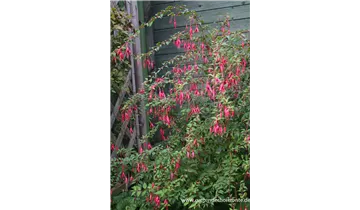 Gartenbaumschule Becker