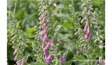 Gartenbaumschule Becker