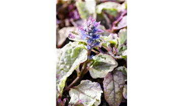 Gartenbaumschule Becker