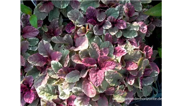 Gartenbaumschule Becker