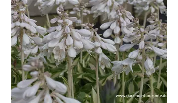 Gartenbaumschule Becker