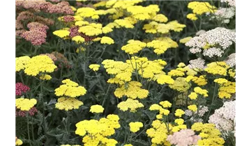 Gartenbaumschule Becker