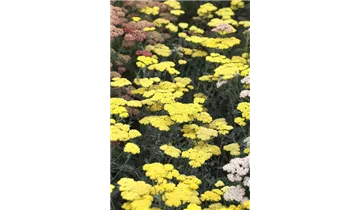 Gartenbaumschule Becker