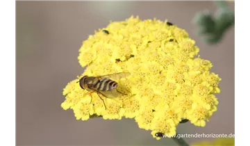 Gartenbaumschule Becker