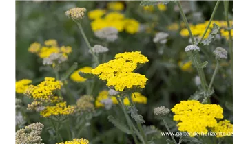 Gartenbaumschule Becker