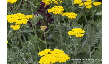 Gartenbaumschule Becker