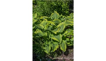 Gartenbaumschule Becker