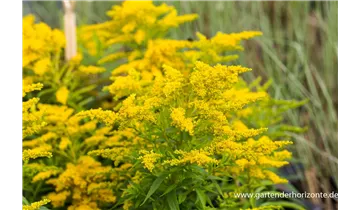 Gartenbaumschule Becker