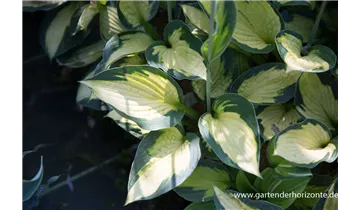 Gartenbaumschule Becker