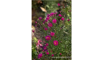 Gartenbaumschule Becker