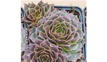 Gartenbaumschule Becker