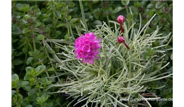 Gartenbaumschule Becker