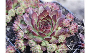 Gartenbaumschule Becker