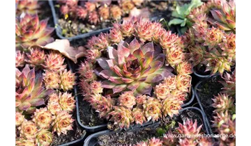 Gartenbaumschule Becker