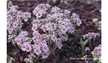 Gartenbaumschule Becker