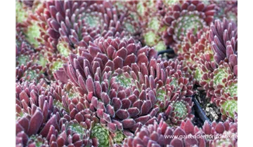 Gartenbaumschule Becker