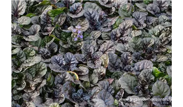 Gartenbaumschule Becker