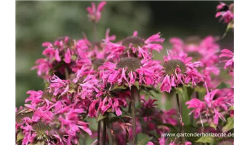 Gartenbaumschule Becker
